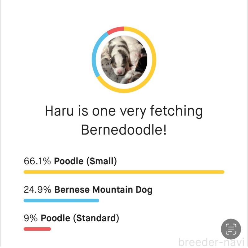 販売中の熊本県のバーニードゥードル:バーニーズ×スタンダードプードル-426552の3枚目