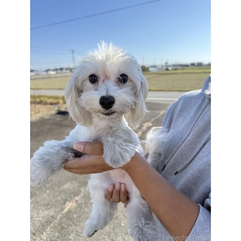 販売中の岐阜県のマルプー:マルチーズ×トイプードル-392150の3枚目
