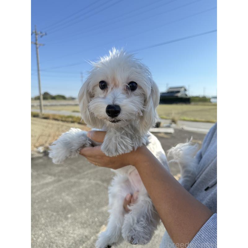 販売中の岐阜県のマルプー:マルチーズ×トイプードル-392150の2枚目