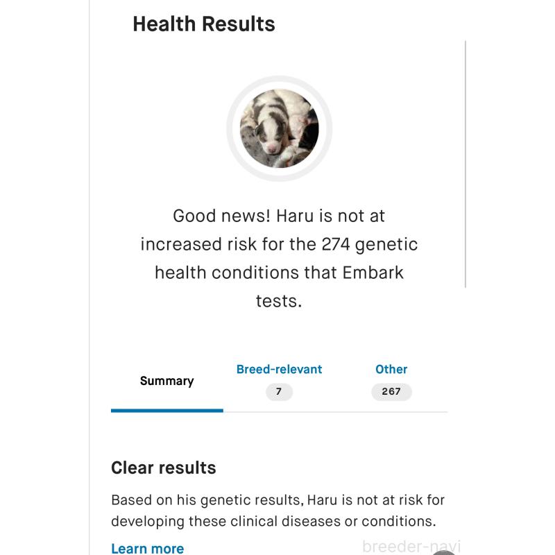 販売中の熊本県のバーニードゥードル:バーニーズ×スタンダードプードル-426552の2枚目