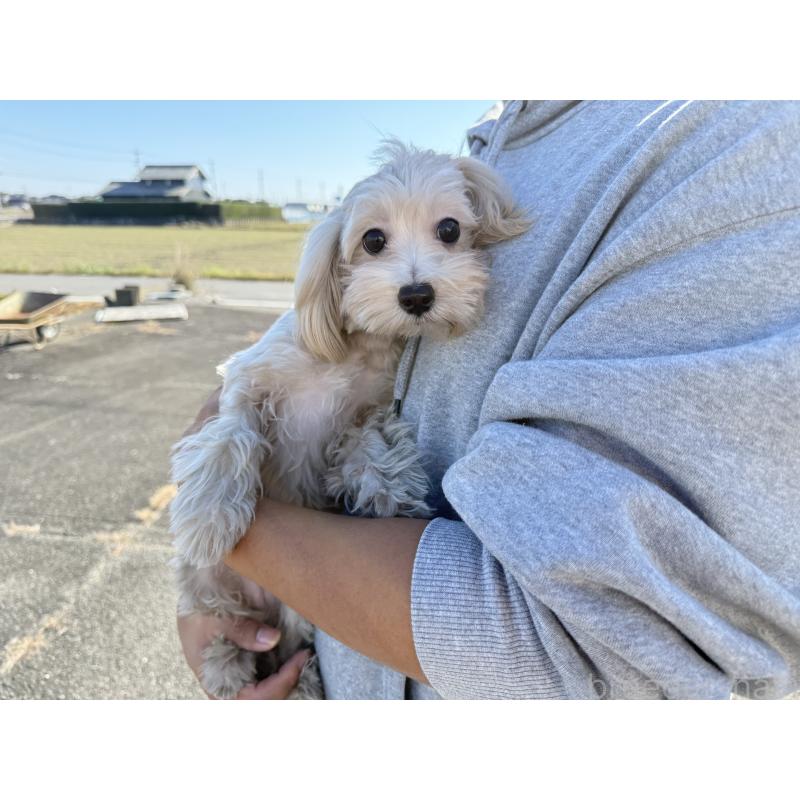 販売中の岐阜県のマルプー:マルチーズ×トイプードル-392149の3枚目