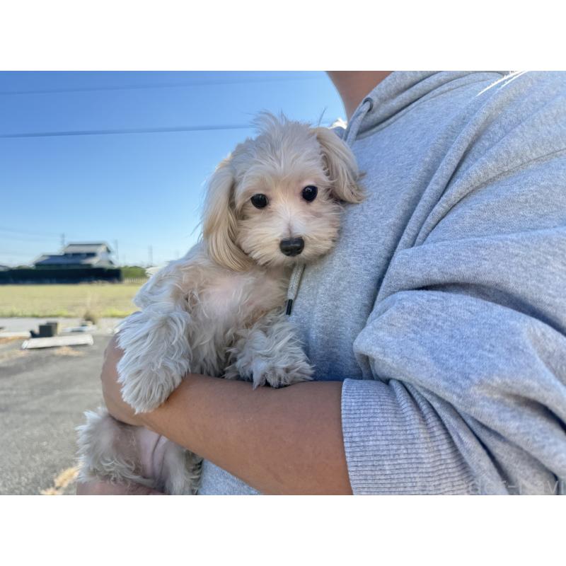 販売中の岐阜県のマルプー:マルチーズ×トイプードル-392149の2枚目