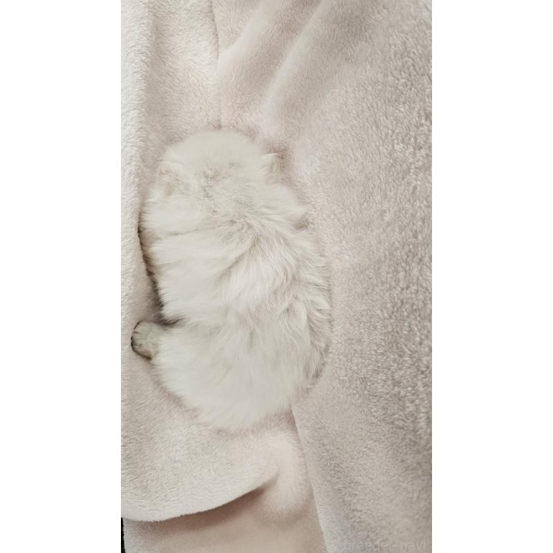 販売中の埼玉県のポメラニアン-426554の12枚目