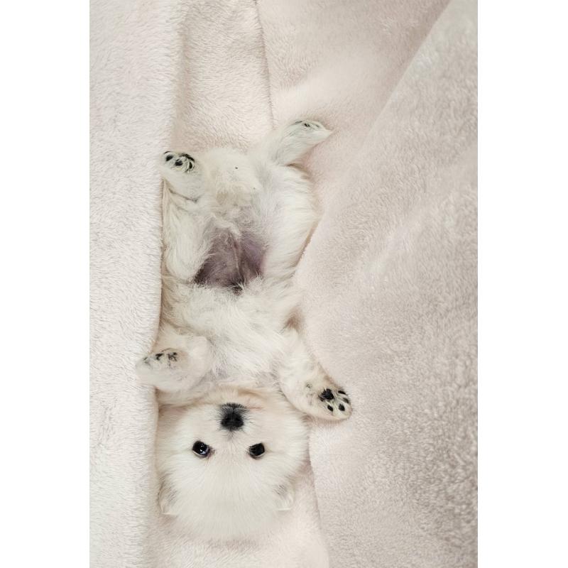 販売中の埼玉県のポメラニアン-426554の11枚目