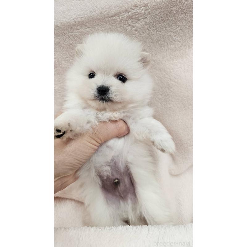 販売中の埼玉県のポメラニアン-426554の10枚目