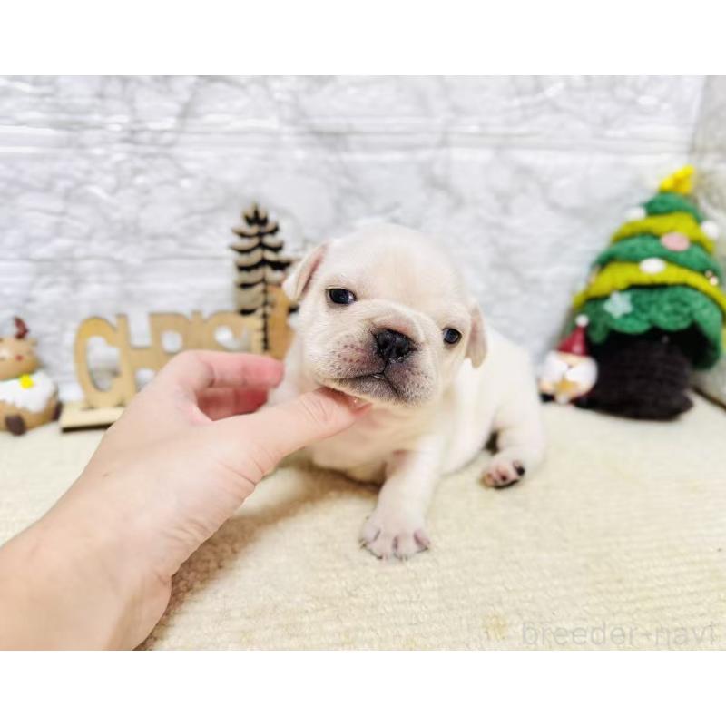 販売中の岐阜県のフレンチブルドッグ-426553の9枚目