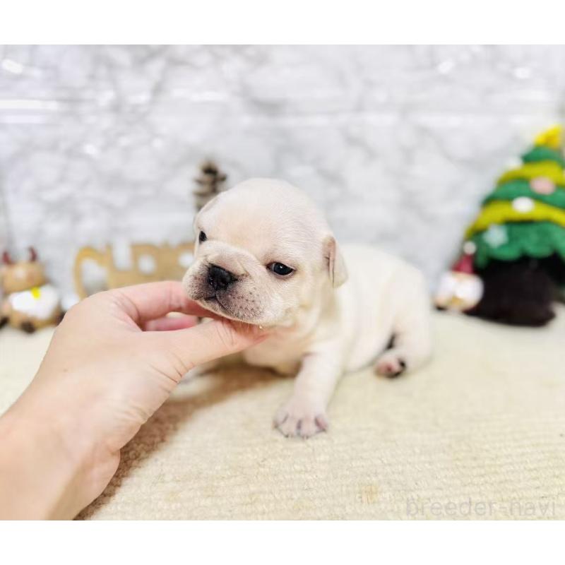 販売中の岐阜県のフレンチブルドッグ-426553の8枚目