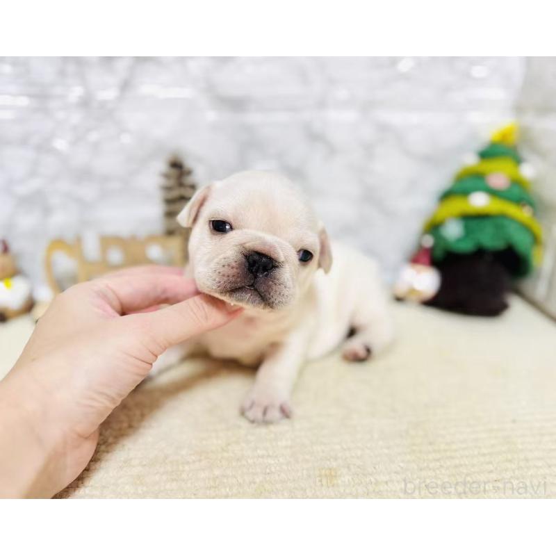 販売中の岐阜県のフレンチブルドッグ-426553の7枚目