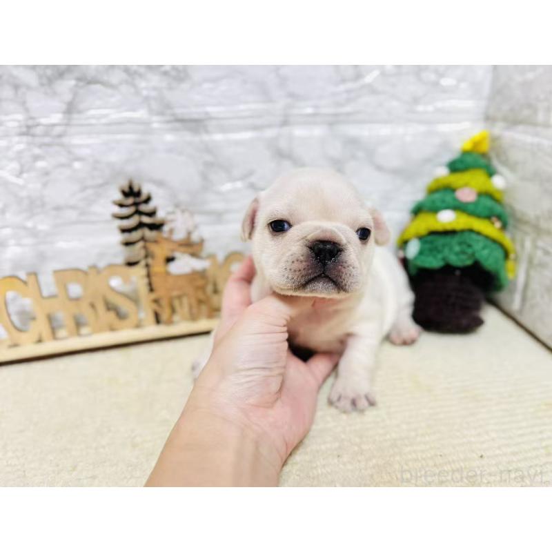 販売中の岐阜県のフレンチブルドッグ-426553の6枚目