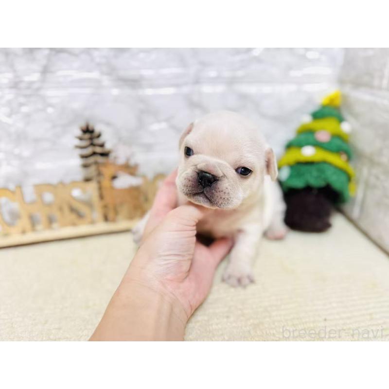 販売中の岐阜県のフレンチブルドッグ-426553の5枚目
