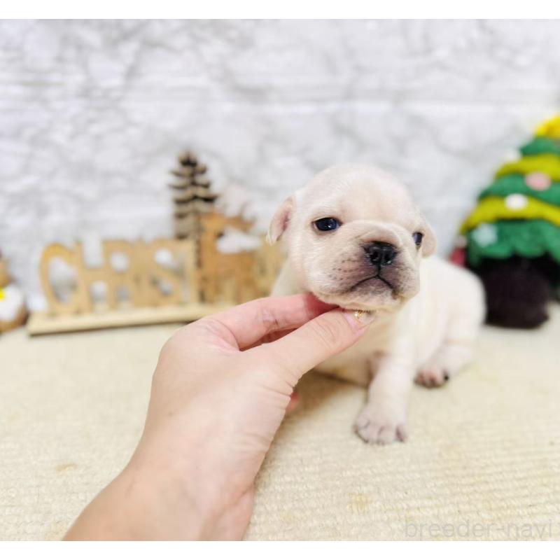 販売中の岐阜県のフレンチブルドッグ-426553の3枚目