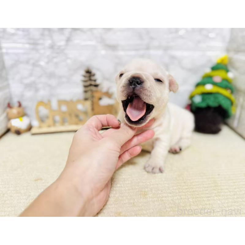 販売中の岐阜県のフレンチブルドッグ-426553の2枚目