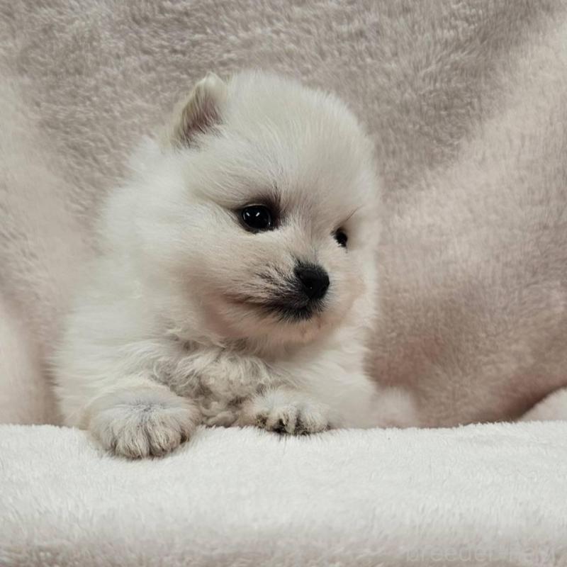 販売中の埼玉県のポメラニアン-426554の9枚目