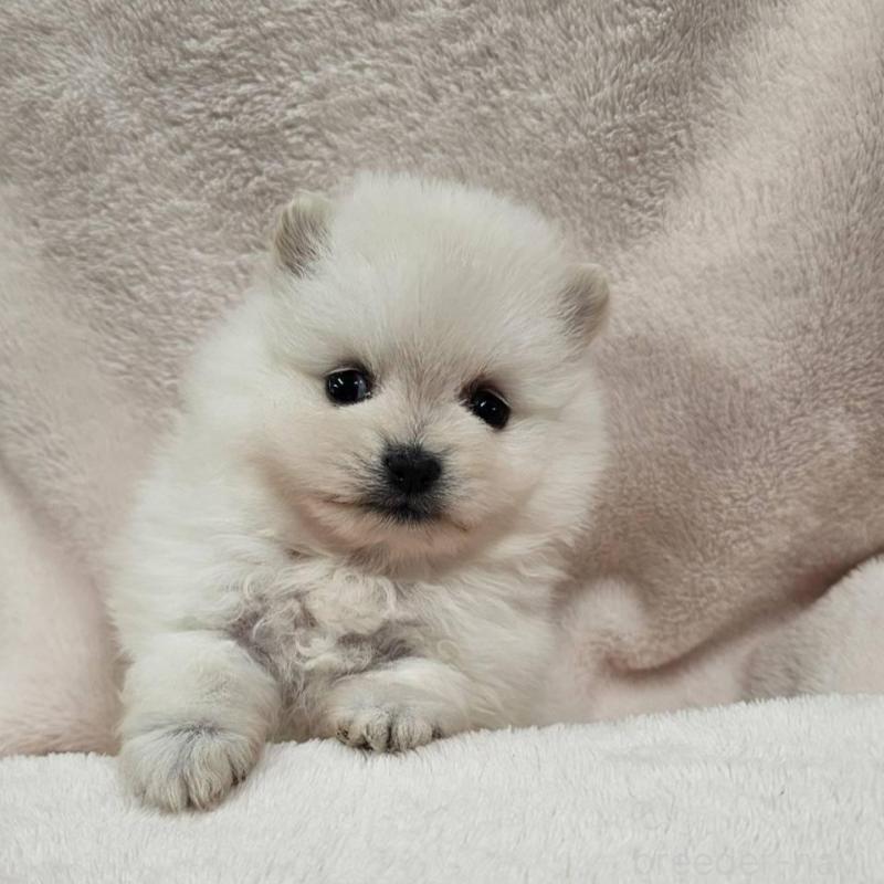 販売中の埼玉県のポメラニアン-426554の8枚目