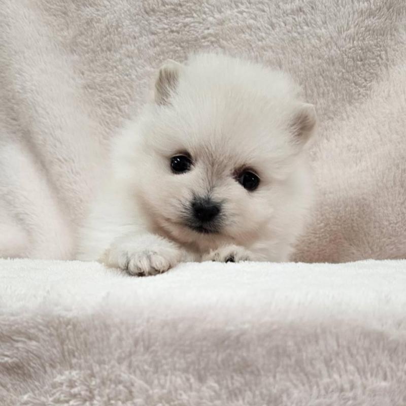 販売中の埼玉県のポメラニアン-426554の1枚目