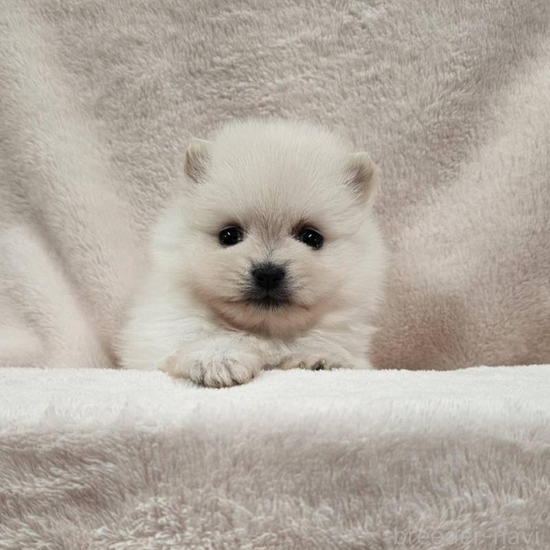 販売中の埼玉県のポメラニアン-426554の7枚目