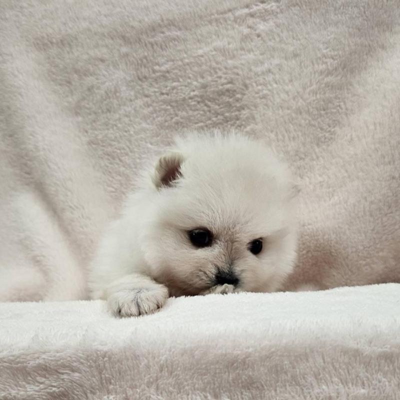 販売中の埼玉県のポメラニアン-426554の6枚目