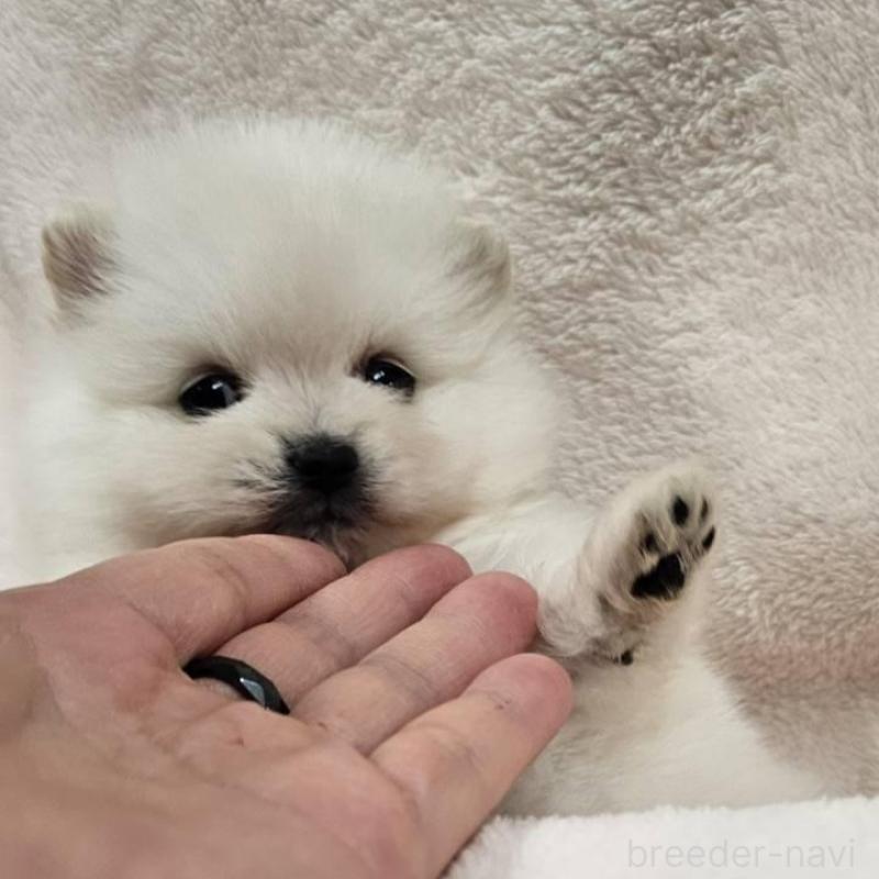 販売中の埼玉県のポメラニアン-426554の5枚目