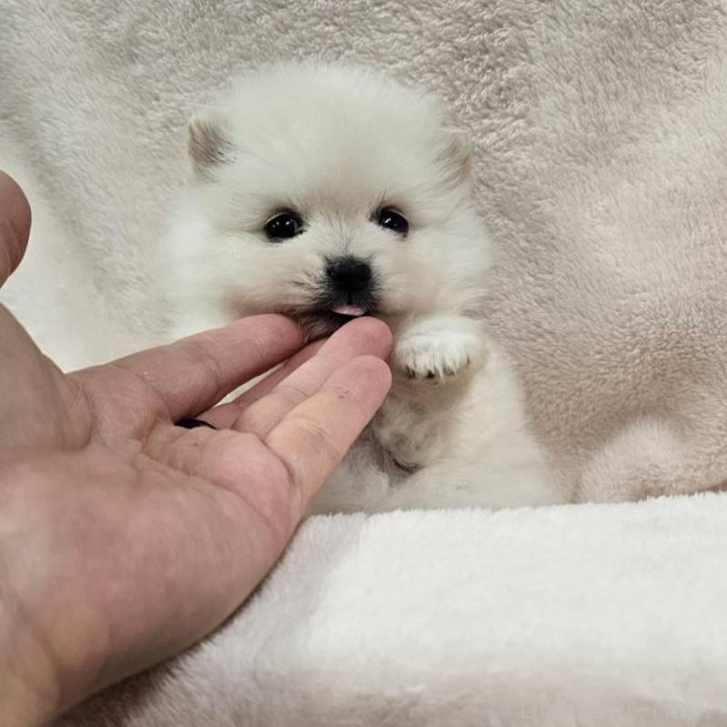 販売中の埼玉県のポメラニアン-426554の4枚目