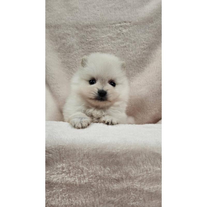 販売中の埼玉県のポメラニアン-426554の3枚目