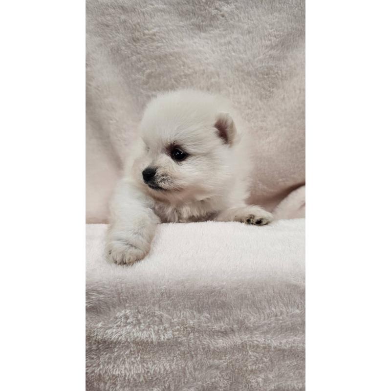 販売中の埼玉県のポメラニアン-426554の2枚目