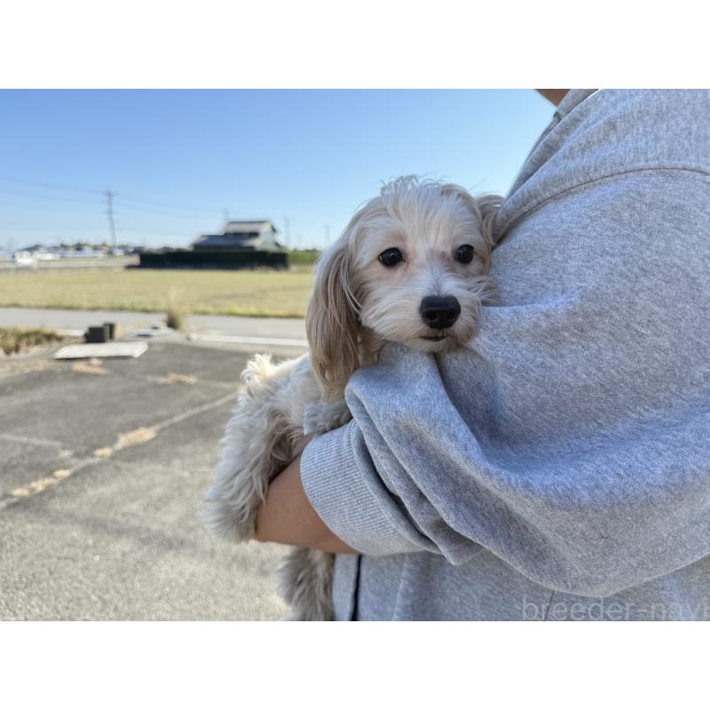 販売中の岐阜県のマルプー:マルチーズ×トイプードル-392148の3枚目