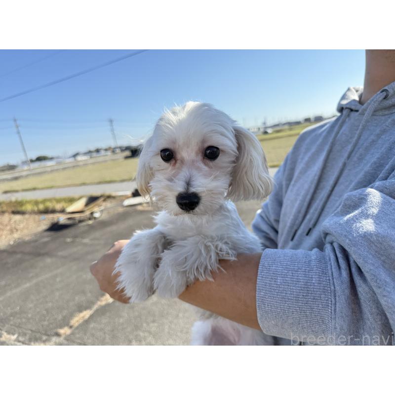 販売中の岐阜県のマルプー:マルチーズ×トイプードル-392144の3枚目