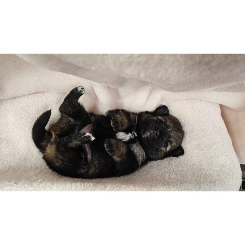 販売中の埼玉県のポメチワ:ポメラニアン×チワワ-426556の10枚目