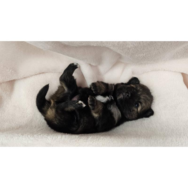 販売中の埼玉県のポメチワ:ポメラニアン×チワワ-426556の9枚目