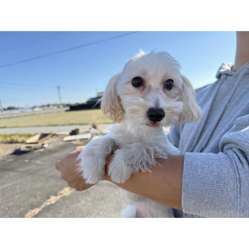 販売中の岐阜県のマルプー:マルチーズ×トイプードル-392144の2枚目