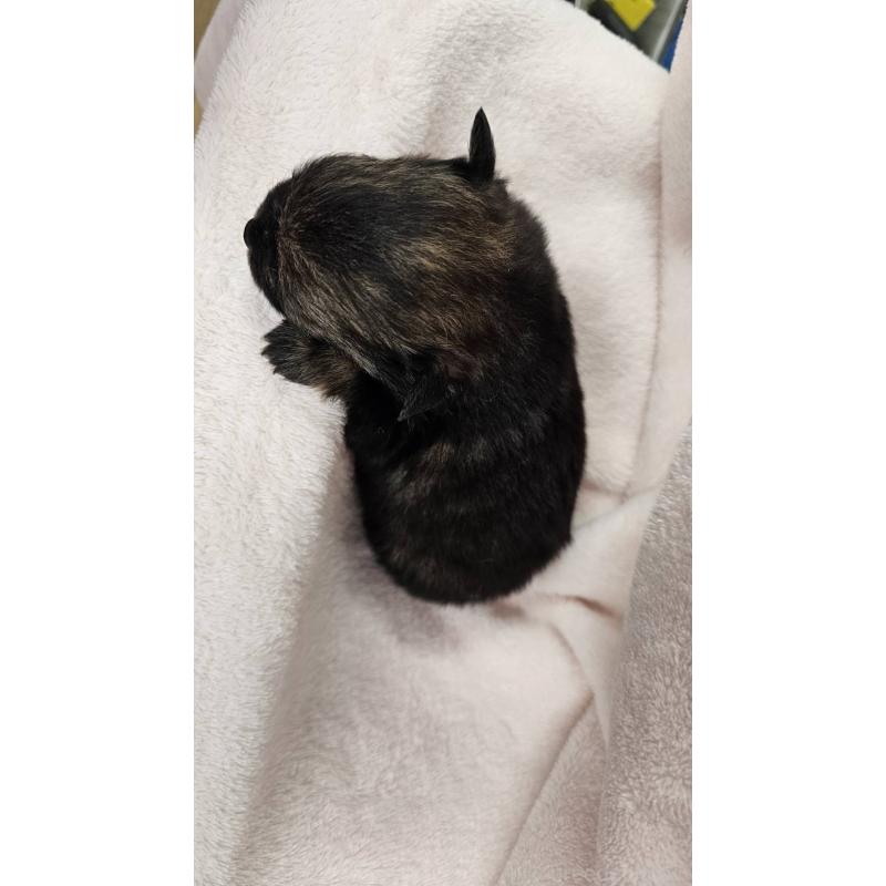 販売中の埼玉県のポメチワ:ポメラニアン×チワワ-426556の8枚目