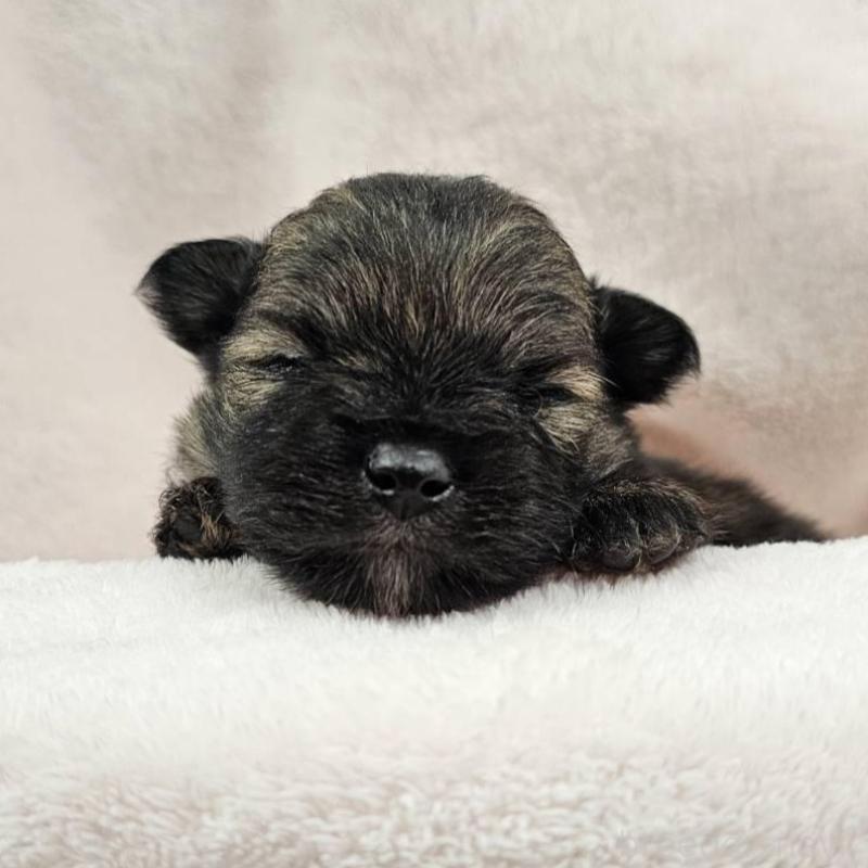 販売中の埼玉県のポメチワ:ポメラニアン×チワワ-426556