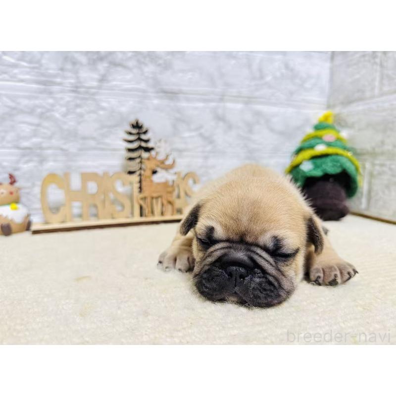 販売中の岐阜県のフレンチブルドッグ-426555の7枚目