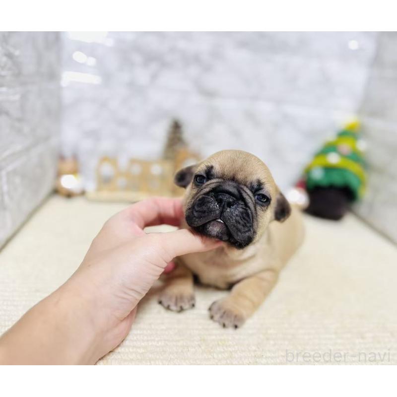 販売中の岐阜県のフレンチブルドッグ-426555の6枚目