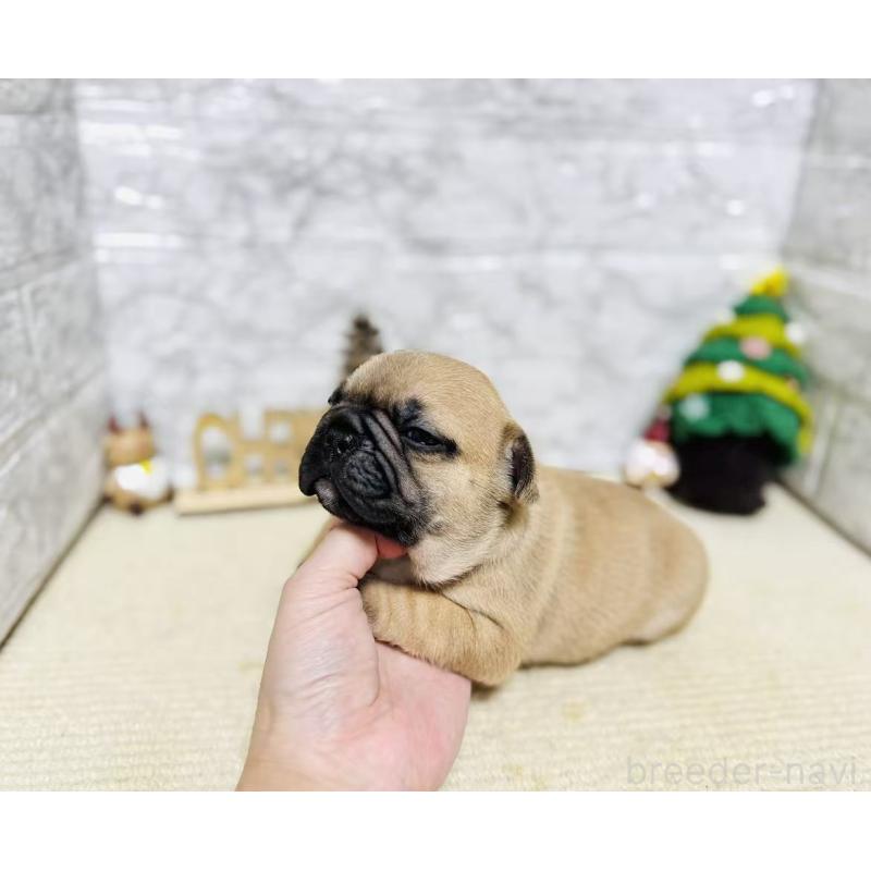 販売中の岐阜県のフレンチブルドッグ-426555の5枚目