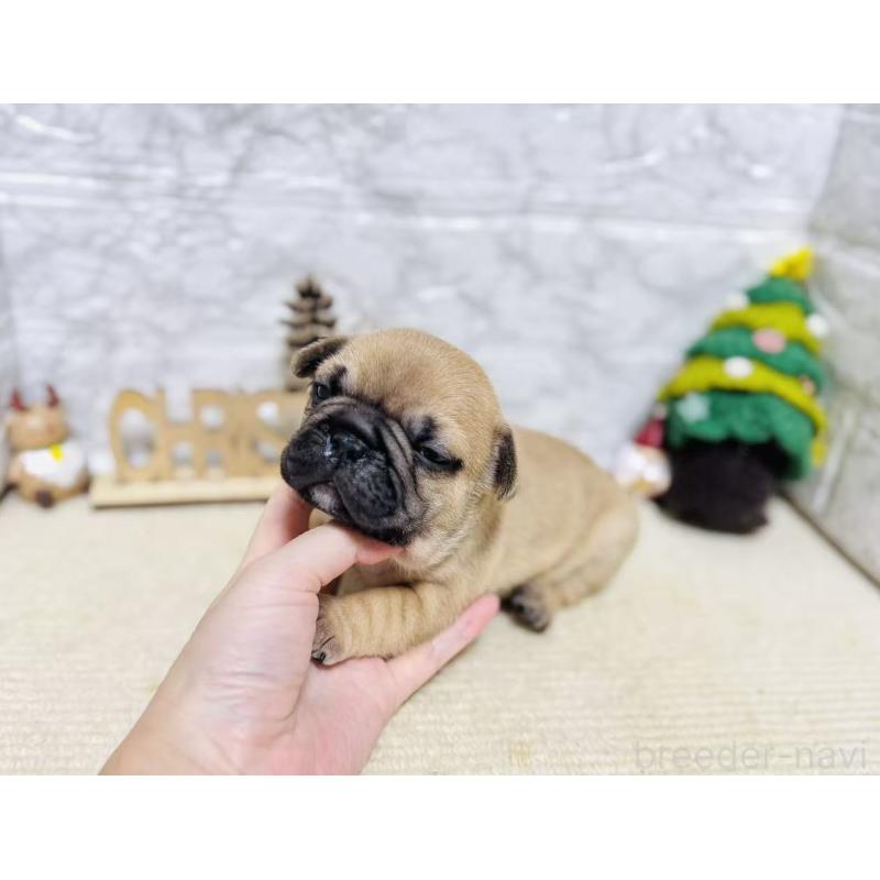 販売中の岐阜県のフレンチブルドッグ-426555の4枚目