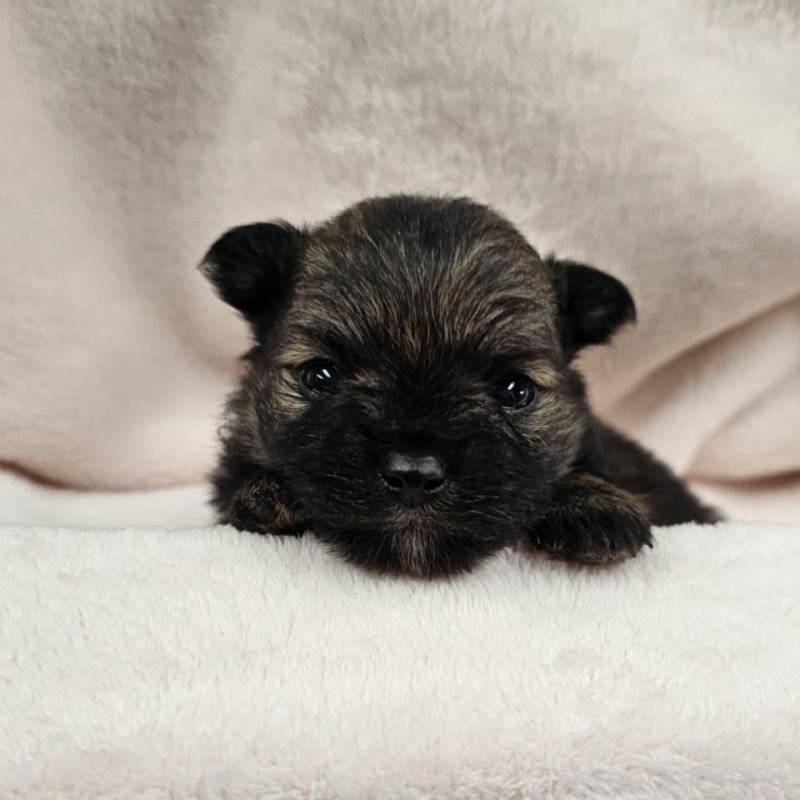 販売中の埼玉県のポメチワ:ポメラニアン×チワワ-426556の7枚目