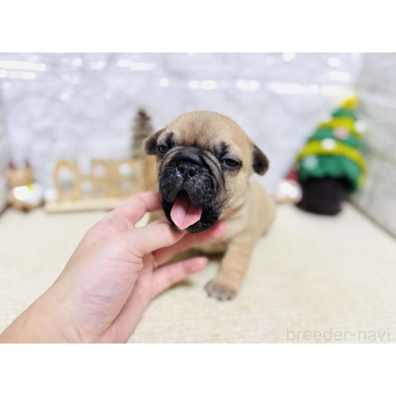 販売中の岐阜県のフレンチブルドッグ-426555の3枚目