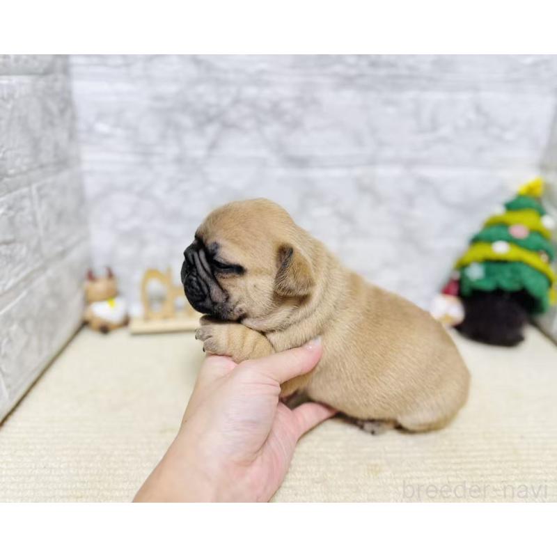 販売中の岐阜県のフレンチブルドッグ-426555の2枚目