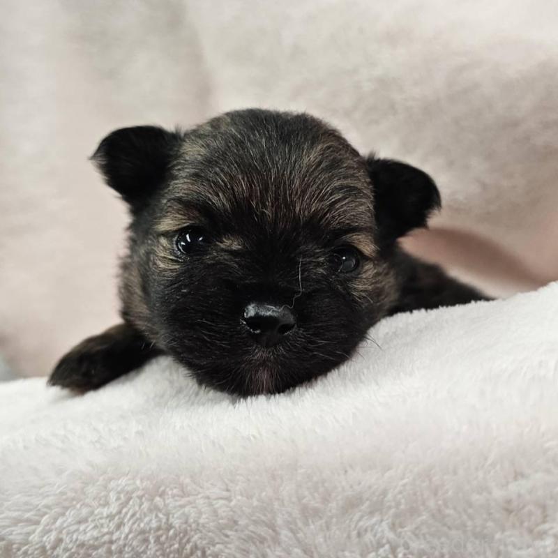 販売中の埼玉県のポメチワ:ポメラニアン×チワワ-426556の6枚目