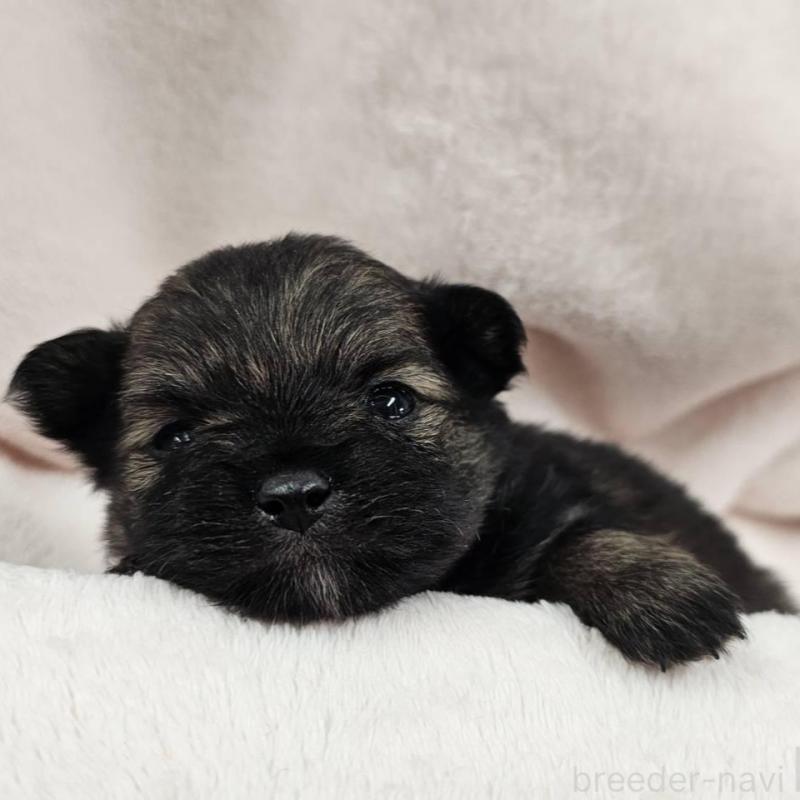 販売中の埼玉県のポメチワ:ポメラニアン×チワワ-426556の5枚目