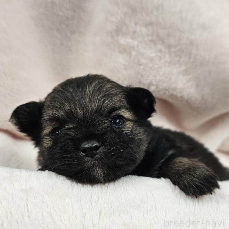 販売中の埼玉県のポメチワ:ポメラニアン×チワワ-426556の4枚目