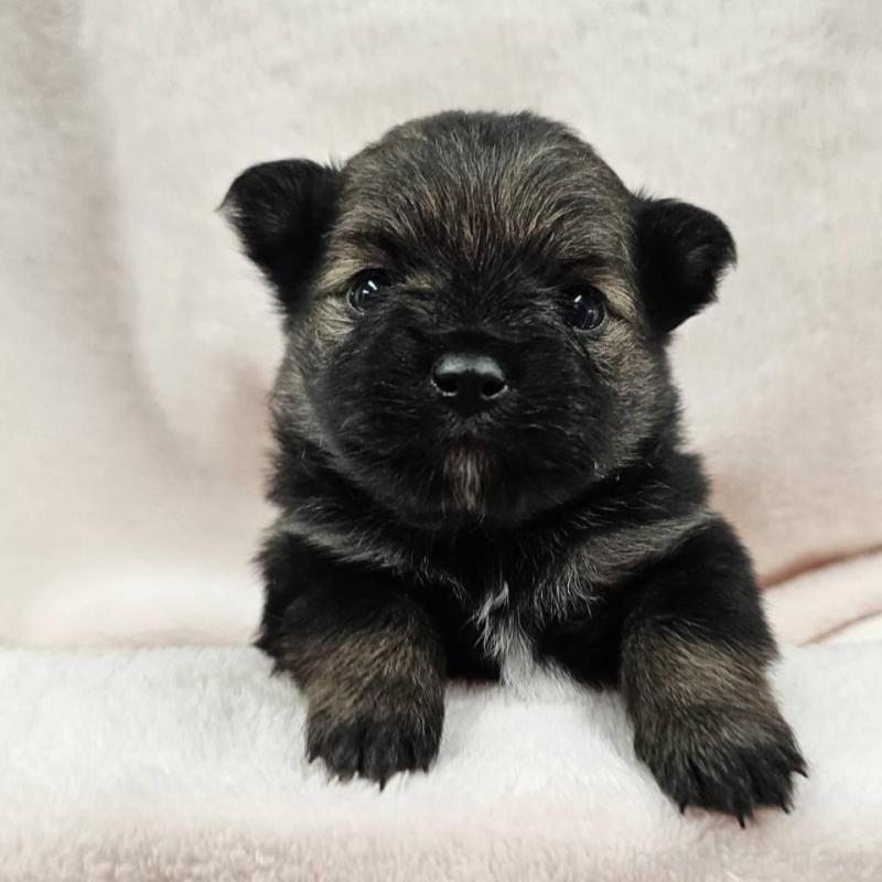 販売中の埼玉県のポメチワ:ポメラニアン×チワワ-426556の2枚目