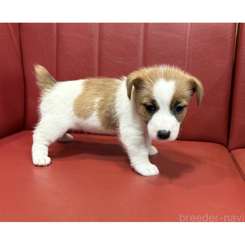 販売中の京都府のジャックラッセルテリア-426557の4枚目