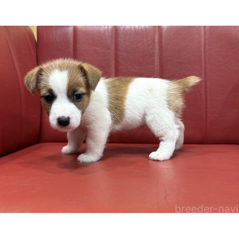 販売中の京都府のジャックラッセルテリア-426557の3枚目