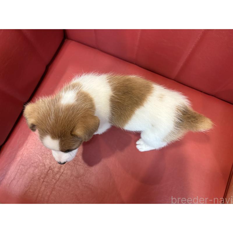 販売中の京都府のジャックラッセルテリア-426557の2枚目