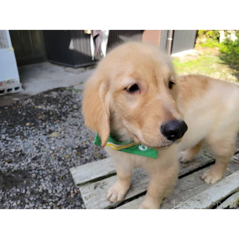 販売中の三重県のゴールデンレトリーバー-415548の5枚目