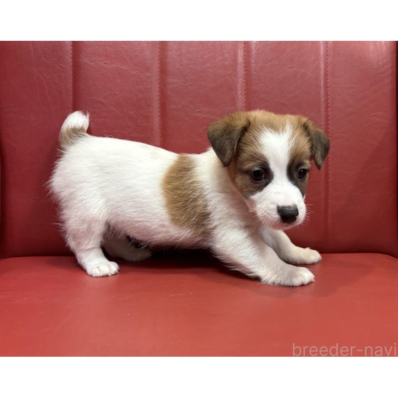 販売中の京都府のジャックラッセルテリア-426559の4枚目