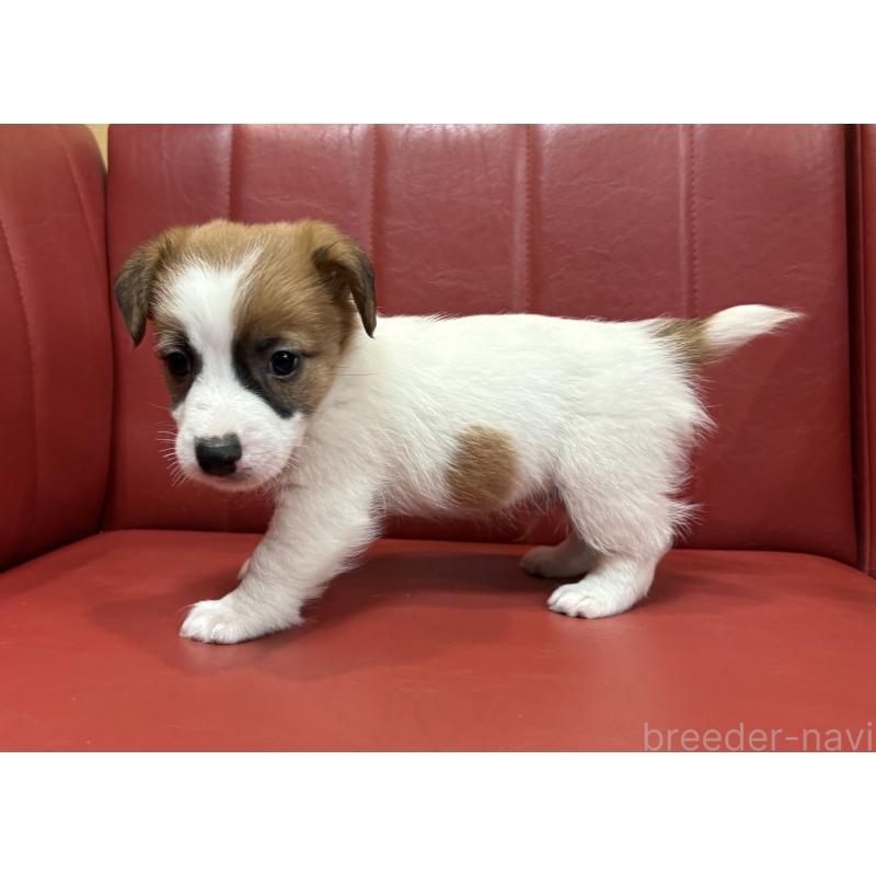 販売中の京都府のジャックラッセルテリア-426559の3枚目