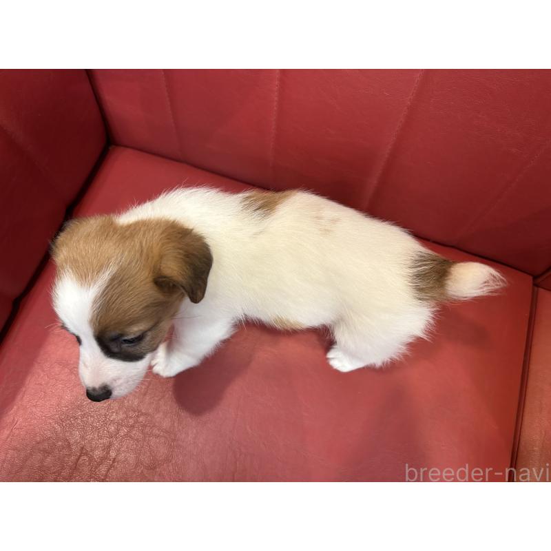 販売中の京都府のジャックラッセルテリア-426559の2枚目